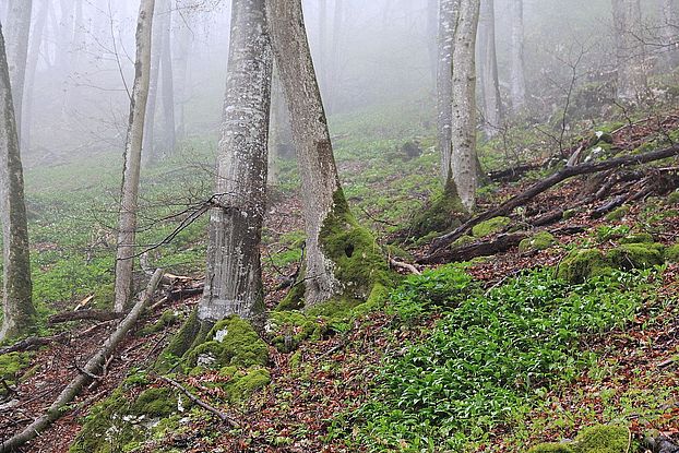 New paper published by Lars Dietrich in Agricultural and Forest Meteorology on the response of trees to short rain events during drought conditions