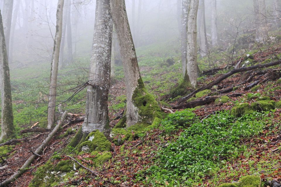New paper published by Lars Dietrich in Agricultural and Forest Meteorology on the response of trees to short rain events during drought conditions