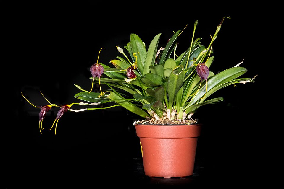 Masdevallia Orchid