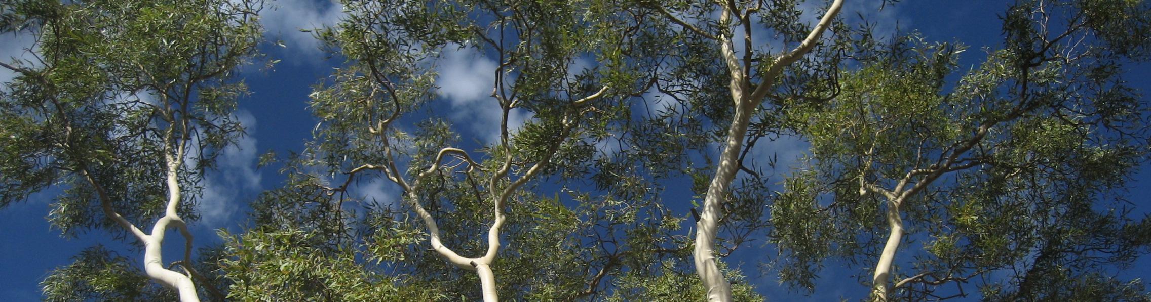 trees