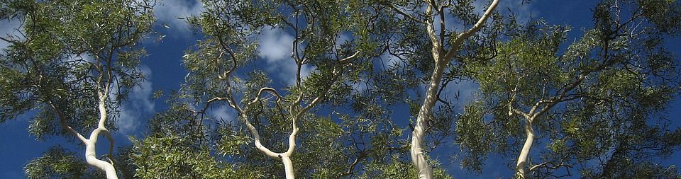 trees