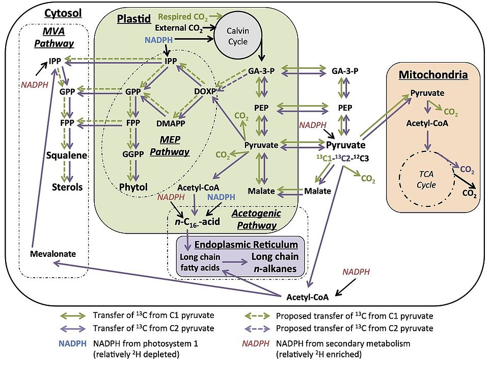 biochem schematic