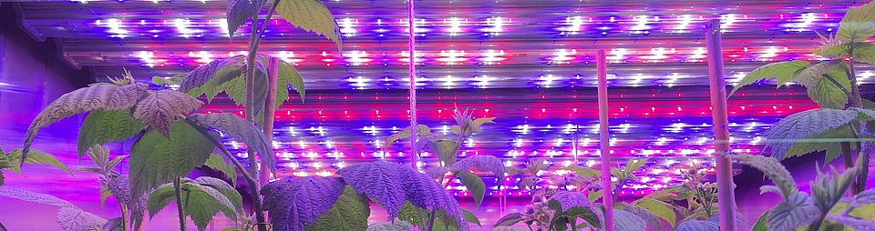 LED