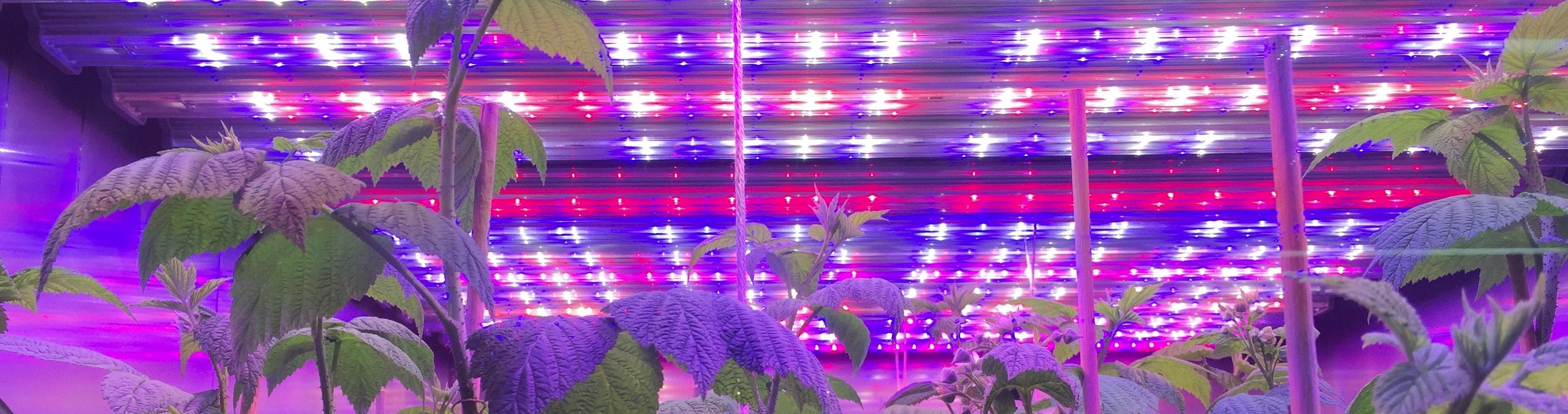 LED