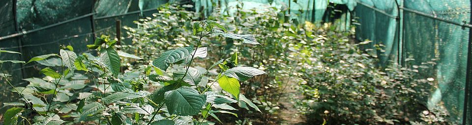 greenhouse