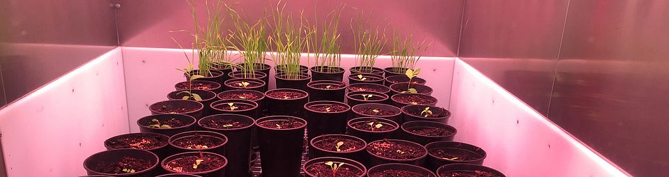 plants