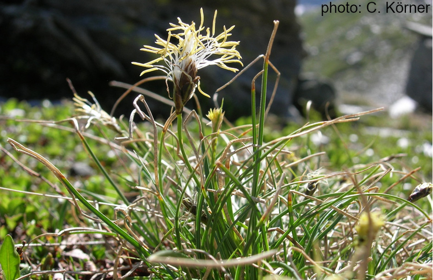 maria_phenology